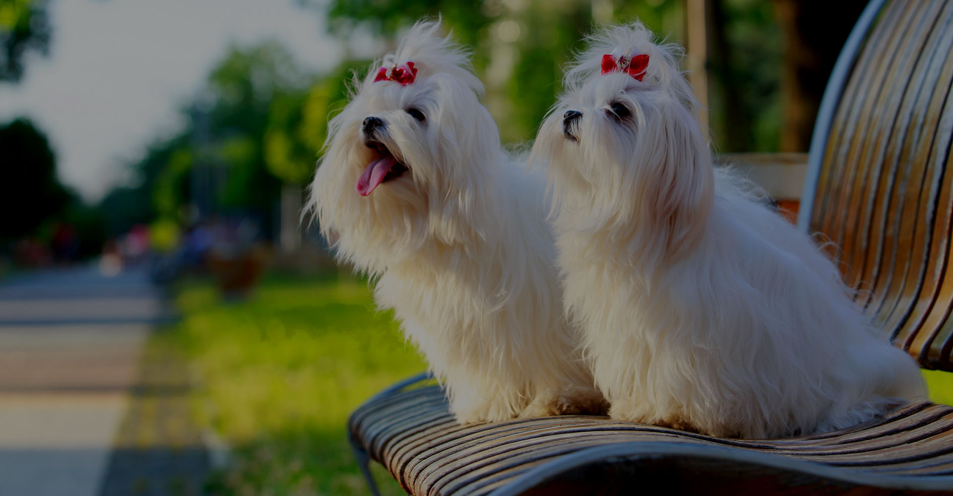 quel chien choisir