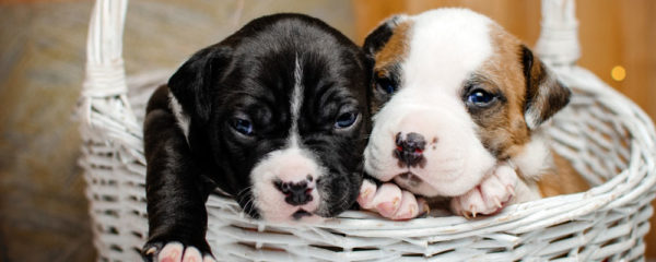 American Staffordshire