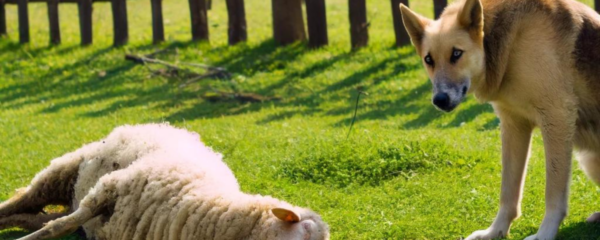 chien qui a tue un mouton