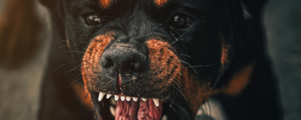 chienne agressive avec autres femelles