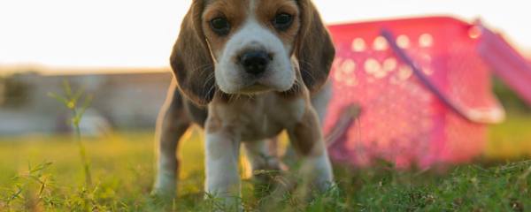 chiot lof