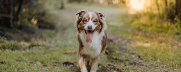 comportement chien male apres saillie